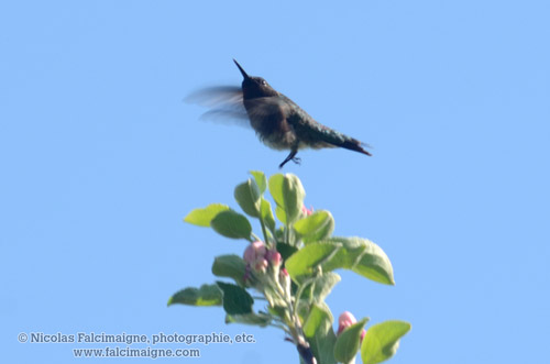 Colibri sur pommier - 9 juin 2014