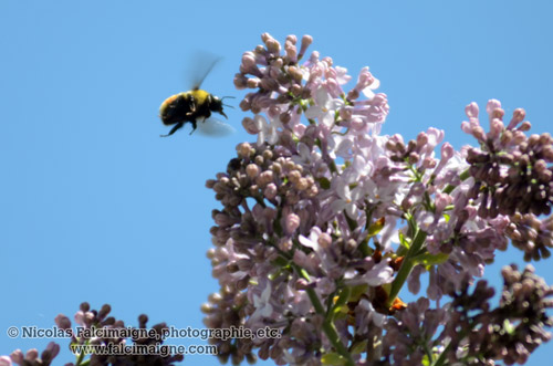 Bourdon sur lilas - 11 juin 2014