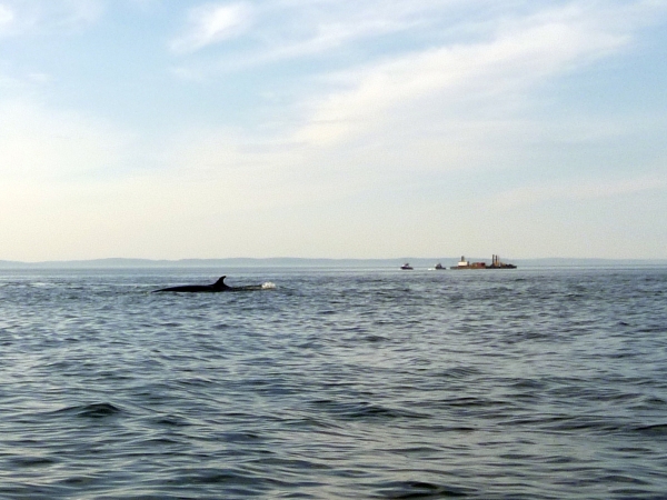 Baleines dans la zone au premier jour des forages [vidéo]