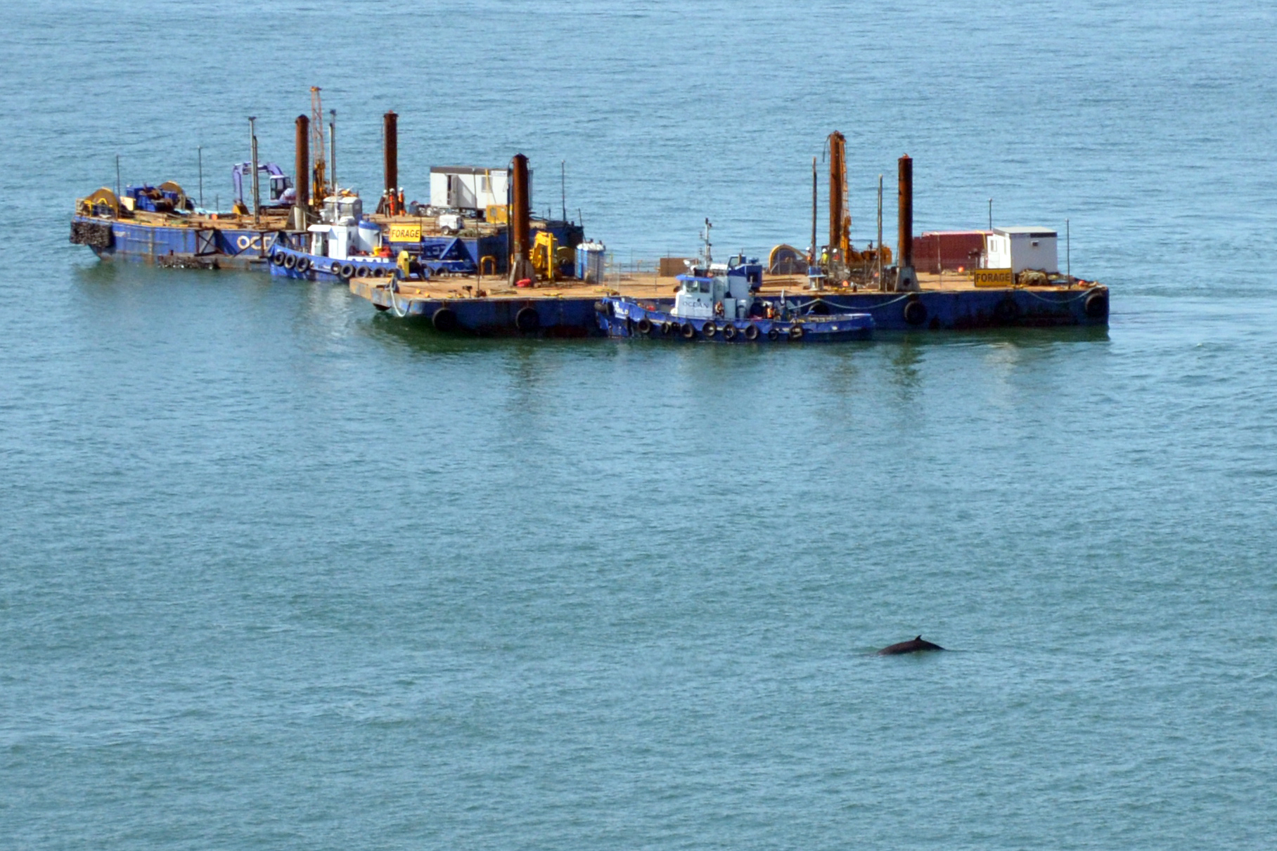 Les baleines paralysent les travaux [photos]